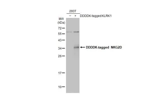 Western Blot: NKG2D/CD314 Antibody [NBP2-43645] - Non-transfected (-) and transfected (+) 293T whole cell extracts (30 ug) were separated by 12% SDS-PAGE, and the membrane was blotted with NKG2D/CD314 antibody [N3C2], Internal (NBP2-43645) diluted at 1:5000. The HRP-conjugated anti-rabbit IgG antibody  was used to detect the primary antibody.