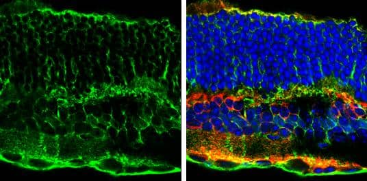 Glutamine synthetase antibody [GT1055] detects Glutamine synthetase protein by immunohistochemical analysis.Sample: Frozen sectioned adult mouse retina.Green: Glutamine synthetase protein stained by Glutamine synthetase antibody [GT1055] (NBP2-43646) diluted at 1:250. Red: PKC alpha protein stained by PKC alpha antibody [GT1876]  diluted at 1:250.Blue: Fluoroshield with DAPI . 
