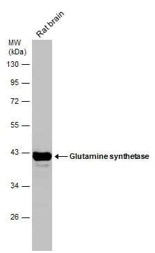 Rat tissue extract (50 ug) was separated by 10% SDS-PAGE, and the membrane was blotted with Glutamine synthetase antibody [GT1055] (NBP2-43646) diluted at 1:5000. 