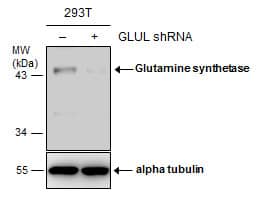 <b>Genetic Strategies Validation. </b>Non-transfected (-) and transfected (+) 293T whole cell extracts (30 ug) were separated by 10% SDS-PAGE, and the membrane was blotted with Glutamine synthetase antibody [GT1055] (NBP2-43646) diluted at 1:500. 