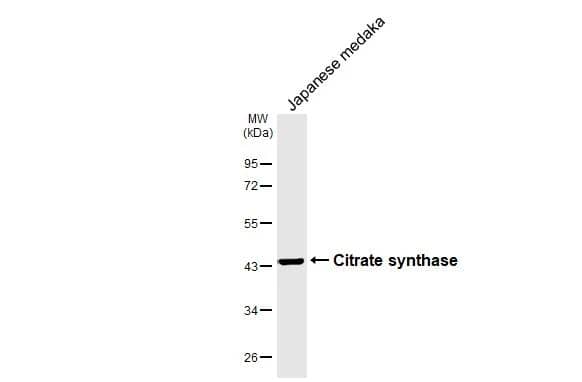Western Blot CS Citrate Synthase Antibody (1761) - Azide and BSA Free