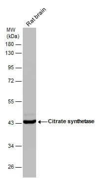 Western Blot CS Citrate Synthase Antibody (1761) - Azide and BSA Free