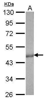 Western Blot CS Citrate Synthase Antibody (1761) - Azide and BSA Free