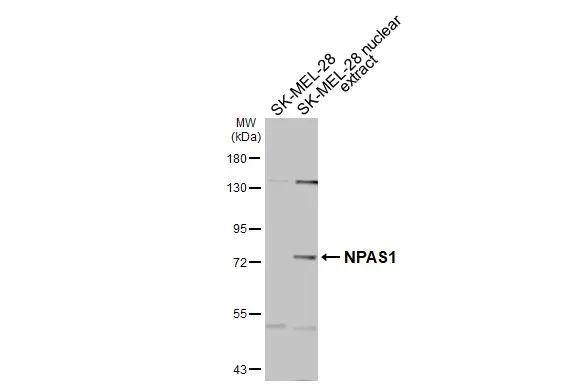 Western Blot NPAS1 Antibody - BSA Free