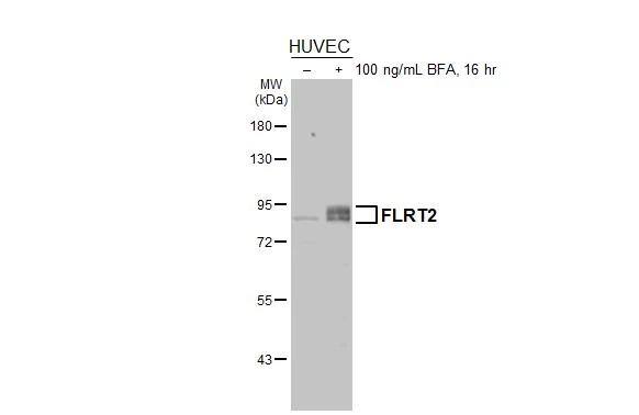 Western Blot FLRT2 Antibody - BSA Free