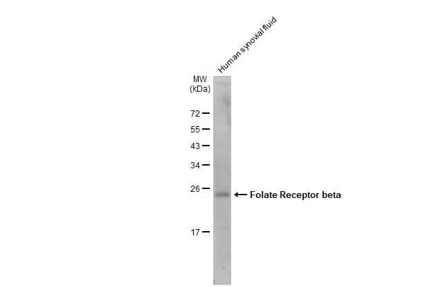 Western Blot FOLR2 Antibody - BSA Free