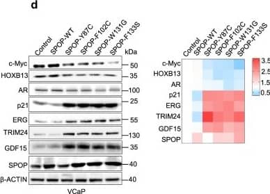 Western Blot: HOXB13 Antibody [NBP2-43655] - Genetic alterations in SPOP & ERG are synthetic sick.a Distribution of genetic alterations in SPOP & ERG across 333 primary prostate cancers in TCGA database3,8,9. b 3D growth of mouse prostate epithelial organoids derived from C57BL/6 mice over-expressing the indicated SPOP & ERG species (bar represents 20 µm) (n = 3, technical replicates). Representative bright-field pictures & hematoxylin & eosin (H&E) stained sections are shown. c In vivo growth of VCaP xenografts over-expressing the indicated SPOP species in immune-compromised mice (each group, n = 10). d Immunoblot of VCaP cells overexpressing the indicated SPOP species & corresponding quantification of the indicated protein levels depicted as a heatmap. Protein expression changes were normalized to  beta -ACTIN & Control cell line, (n = 2). e Tumor growth kinetics of xenografts established from LuCaP-147 PDX (SPOP-Y83C) stably overexpressing  delta ERG or Control vector (each group, n = 10). Corresponding immunoblot & quantification are depicted as a heatmap. Protein expression changes were normalized to Vinculin (VCL) & Control cell line. f Dose–response curve of VCaP cells overexpressing the indicated SPOP species & treated with the ETS-inhibitor YK-4-279. All error bars, mean + s.e.m. P-values were determined by one-way ANOVA (b) or two-way ANOVA (c, e, f) with multiple comparisons & adjusted using Benjamini–Hochberg post-test ****P < 0.0001. Molecular weights are indicated in kilodaltons (kDa). Source data are provided as a Source Data File. Image collected & cropped by CiteAb from the following publication (//pubmed.ncbi.nlm.nih.gov/33531470), licensed under a CC-BY license. Not internally tested by Novus Biologicals.