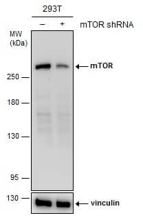 <b>Genetic Strategies Validation. </b>Non-transfected (-) and transfected (+) 293T whole cell extracts (30 ug) were separated by 5% SDS-PAGE, and the membrane was blotted with mTOR antibody [GT6611] (NBP2-43658) diluted at 1:500. 