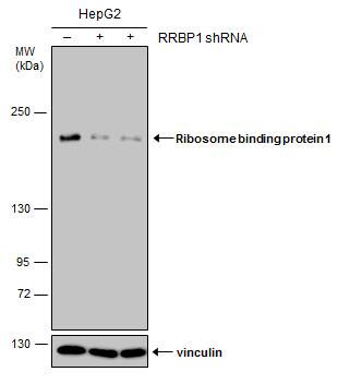 <b>Genetic Strategies Validation. </b>Non-transfected (-) and transfected (+) HepG2 whole cell extracts (30 ug) were separated by 5% SDS-PAGE, and the membrane was blotted with Ribosome binding protein 1 antibody [GT1611] (NBP2-43668) diluted at 1:500. 