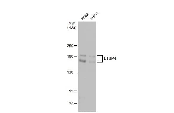 Western Blot: Latent TGF-beta bp4 Antibody [NBP2-43671] - Various whole cell extracts (30 ug) were separated by 5% SDS-PAGE, and the membrane was blotted with Latent TGF-beta bp4 antibody [N1N2], N-term (NBP2-43671) diluted at 1:5000. The HRP-conjugated anti-rabbit IgG antibody  was used to detect the primary antibody.