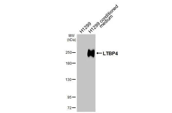 H1299 whole cell extract and conditioned medium (30 ug) were separated by 5% SDS-PAGE, and the membrane was blotted with LTBP4 antibody [N1N2] (NBP2-43671) diluted at 1:2000. The HRP-conjugated anti-rabbit IgG antibody  was used to detect the primary antibody. 