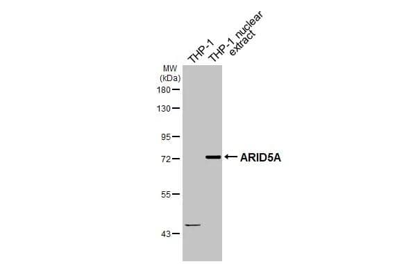 Western Blot ARID5A Antibody (1683) - Azide and BSA Free