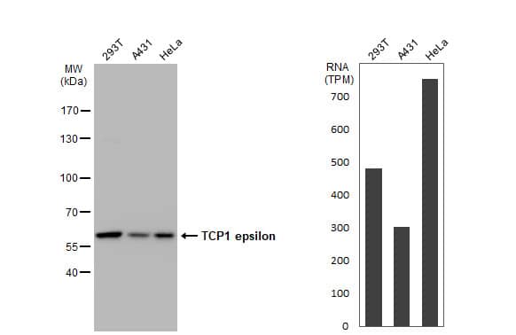 Various whole cell extracts (30 ug) were separated by 7.5% SDS-PAGE, and the membrane was blotted with TCP1 epsilon antibody [GT639] (NBP2-43680) diluted at 1:1000. The HRP-conjugated anti-mouset IgG antibody  was used to detect the primary antibody. Corresponding RNA expression data for the same cell lines are based on Human Protein Atlas program. 