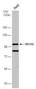 Western Blot BICD2 Antibody (10811) - Azide and BSA Free
