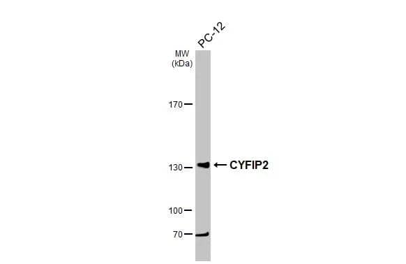 Western Blot CYFIP2 Antibody - BSA Free