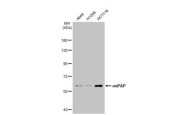 Western Blot PAPD1 Antibody (1D3) - Azide and BSA Free