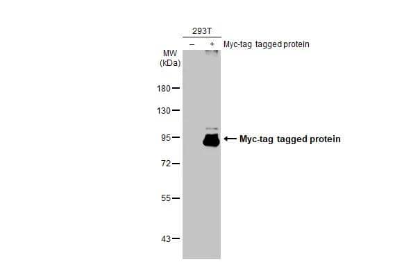 Western Blot Myc Epitope Tag Antibody