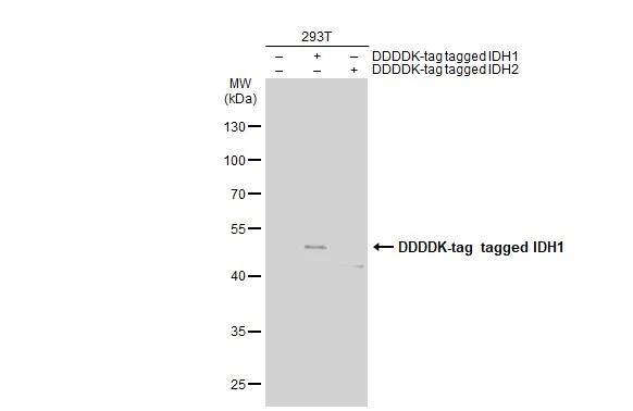 Non-transfected (-) and transfected (+) 293T whole cell extracts (30 ug) were separated by 10% SDS-PAGE, and the membrane was blotted with IDH1 antibody [GT1521] (NBP2-43692) diluted at 1:5000. The HRP-conjugated anti-mouse IgG antibody  was used to detect the primary antibody. 