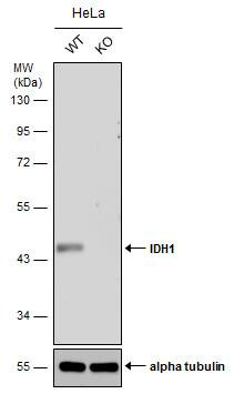 <b>Genetic Strategies Validation. </b>Wild-type (WT) and IDH1 knockout (KO) HeLa cell extracts (30 ug) were separated by 10% SDS-PAGE, and the membrane was blotted with IDH1 antibody [GT1521] (NBP2-43692) diluted at 1:500. The HRP-conjugated anti-mouse IgG antibody  was used to detect the primary antibody. 