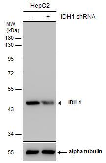<b>Genetic Strategies Validation. </b>Non-transfected (-) and transfected (+) HepG2 whole cell extracts (30 ug) were separated by 10% SDS-PAGE, and the membrane was blotted with IDH1 antibody [GT1521] (NBP2-43692) diluted at 1:4000. The HRP-conjugated anti-mouse IgG antibody  was used to detect the primary antibody. 