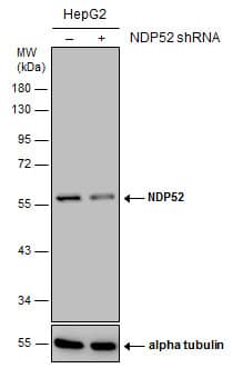 <b>Genetic Strategies Validation. </b>Non-transfected (-) and transfected (+) HepG2 whole cell extracts (30 ug) were separated by 10% SDS-PAGE, and the membrane was blotted with NDP52 antibody [GT422] (NBP2-43696) diluted at 1:1000. 