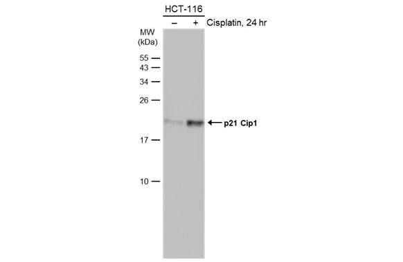 Untreated (-) and treated (+) HCT-116 whole cell extracts (30 ug) were separated by 15% SDS-PAGE, and the membrane was blotted with p21 Cip1 antibody [GT1032] (NBP2-43697) diluted at 1:5000. The HRP-conjugated anti-mouse IgG antibody  was used to detect the primary antibody. 