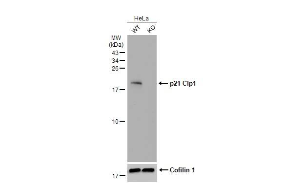 <b>Genetic Strategies Validation. </b>Wild-type (WT) and p21 Cip1 knockout (KO) HeLa cell extracts (30 ug) were separated by 15% SDS-PAGE, and the membrane was blotted with p21 Cip1 antibody [GT1032] (NBP2-43697) diluted at 1:1000. The HRP-conjugated anti-mouse IgG antibody  was used to detect the primary antibody, and the signal was developed with Trident ECL plus-Enhanced. 