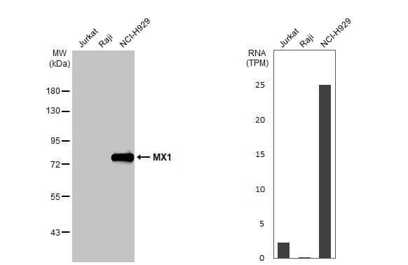 <b>Orthogonal Strategies Validation. </b>Western Blot: MxA/Mx1 Antibody (4812) [NBP2-43704] - Various whole cell extracts (30 ug) were separated by 7.5% SDS-PAGE, and the membrane was blotted with MX1 antibody [GT4812]  diluted at 1:1000. The HRP-conjugated anti-mouse IgG antibody  was used to detect the primary antibody. Corresponding RNA expression data for the same cell lines are based on Human Protein Atlas program.