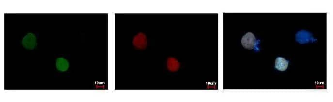 Immunocytochemistry/ Immunofluorescence RFP Antibody (1610) - Azide and BSA Free