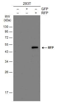 Western Blot RFP Antibody (1610) - Azide and BSA Free