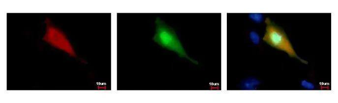 Strep epitope Tag antibody [GT661] detects Strep-recombinant protein by immunofluorescent analysis. Sample: Strep/GFP-tag transfected HeLa cells were fixed in 4% paraformaldehyde at RT for 15 min. Red: Strep-recombinant protein stained by Strep epitope Tag antibody [GT661]  diluted at 1:500. Green: GFP is expressed in the tranfected cell. Blue: Hoechst 33342 staining. 