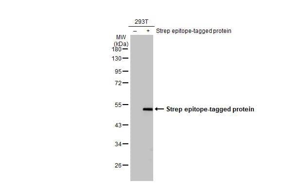 Non-transfected (-) and transfected (+) 293T whole cell extracts (30 ug) were separated by 10% SDS-PAGE, and the membrane was blotted with Strep epitope Tag antibody [GT661] (NBP2-43719) diluted at 1:1000. The HRP-conjugated anti-mouse IgG antibody  was used to detect the primary antibody. 