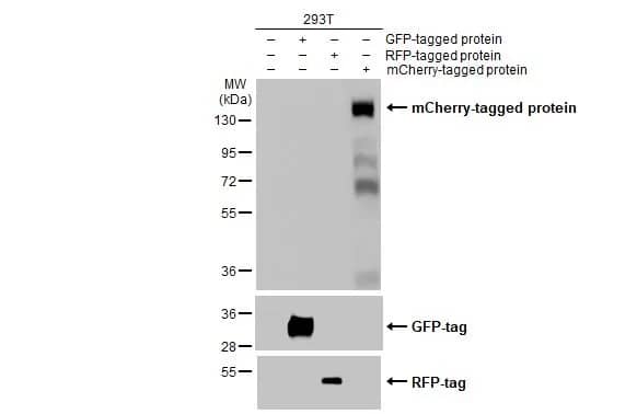 Western Blot: mCherry Antibody [NBP2-43720] - Non-transfected (-) and transfected (+) 293T whole cell extracts (30 ug) were separated by gradient gel% SDS-PAGE, and the membrane was blotted with mCherry antibody (NBP2-43720) diluted at 1:10000. The HRP-conjugated anti-rabbit IgG antibody  was used to detect the primary antibody.