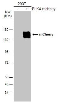 Western Blot: mCherry Antibody [NBP2-43720] - Non-transfected (-) and transfected (+) 293T whole cell extracts (30 ug) were separated by 7.5% SDS-PAGE, and the membrane was blotted with mCherry antibody (NBP2-43720) diluted at 1:5000. The HRP-conjugated anti-rabbit IgG antibody  was used to detect the primary antibody.