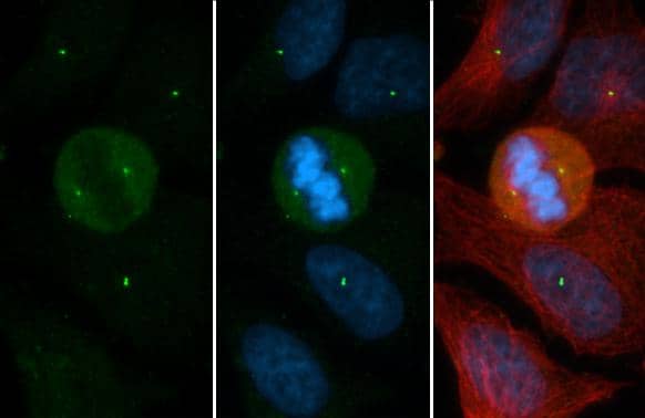 CEP152 antibody [GT1315] detects CEP152 protein at centrosome by immunofluorescent analysis.Sample: HeLa cells were fixed in 4% PFA.Green: CEP152 stained by CEP152 antibody [GT1315] (NBP2-43721) diluted at 1:500.Red: beta Tubulin, a cytoskeleton marker, stained by beta Tubulin antibody  diluted at 1:1000.Blue: Fluoroshield with DAPI . 