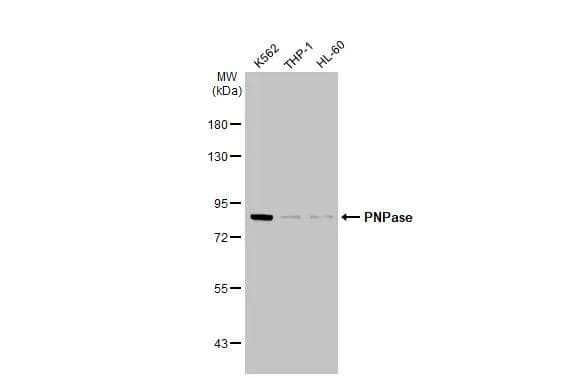 Western Blot PNPT1 Antibody (4C11) - Azide and BSA Free