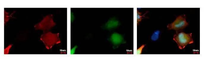 Immunocytochemistry/ Immunofluorescence HSV Tag Antibody (212) - Azide and BSA Free