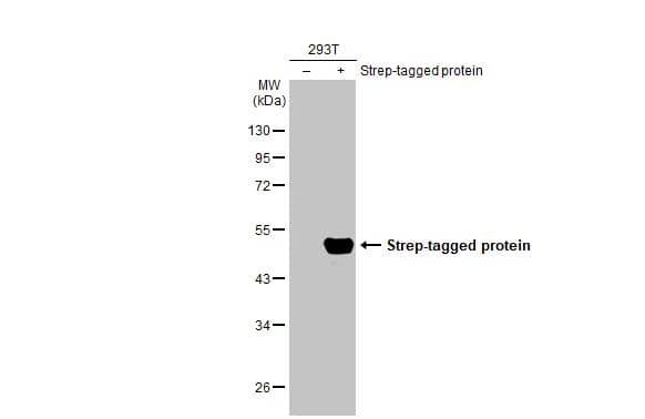 Non-transfected (-) and transfected (+) 293T whole cell extracts (30 ug) were separated by 10% SDS-PAGE, and the membrane was blotted with Strep epitope Tag antibody [GT517] (NBP2-43735) diluted at 1:1000. The HRP-conjugated anti-mouse IgG antibody  was used to detect the primary antibody. 