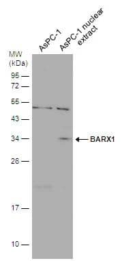 Western Blot BarX1 Antibody - BSA Free