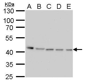 Western Blot PRMT1 Antibody (779) - Azide and BSA Free