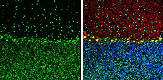 Immunohistochemistry-Frozen ARID5A Antibody (18112) - Azide and BSA Free