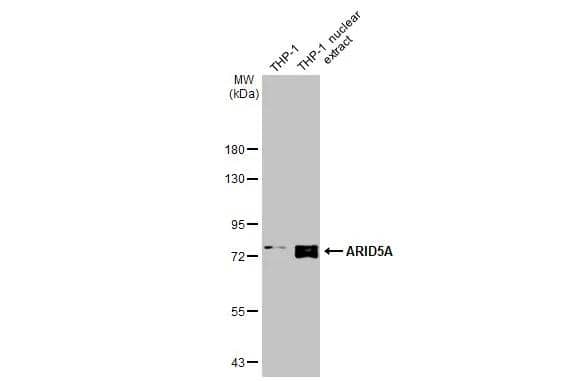 Western Blot ARID5A Antibody (18112) - Azide and BSA Free