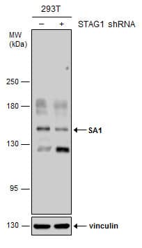 Western Blot SA1 Antibody (1515) - Azide and BSA Free