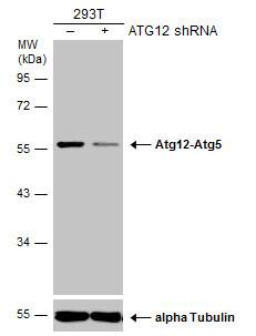 <b>Genetic Strategies Validation. </b>Non-transfected (-) and transfected (+) 293T whole cell extracts (30 ug) were separated by 10% SDS-PAGE, and the membrane was blotted with ATG12 antibody [GT948] (NBP2-43752) diluted at 1:500. The HRP-conjugated anti-mouse IgG antibody  was used to detect the primary antibody. 