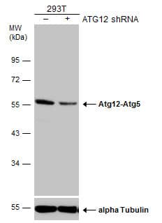 <b>Genetic Strategies Validation. </b>Non-transfected (-) and transfected (+) 293T whole cell extracts (30 ug) were separated by 10% SDS-PAGE, and the membrane was blotted with ATG12 antibody [GT9411] (NBP2-43753) diluted at 1:500. The HRP-conjugated anti-mouse IgG antibody  was used to detect the primary antibody. 