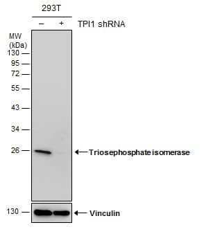 <b>Genetic Strategies Validation. </b>Non-transfected (-) and transfected (+) 293T whole cell extracts (30 ug) were separated by 12% SDS-PAGE, and the membrane was blotted with Triosephosphate isomerase antibody [GT181] (NBP2-43761) diluted at 1:500. 