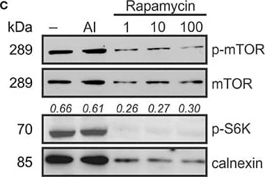 AKT acts down-stream of mTOR signaling. To examine if Akt is upstream or downstream of mTOR signaling (A), osteoclast precursors were treated with RANKL (50 ng/ml) for 2–3 days with and without pyruvate (1 mM). (B) The levels of phosphorylated (Ser473) and total Akt in control and pyruvate-supplemented cultures,  alpha -tubulin was used as a control for protein loading. (C) Cells cultured without pyruvate were exposed to Akt inhibitor (AI, 5 μM) or rapamycin (1, 10, or 100 nM), and mTOR phosphorylation, total mTOR levels and phosphorylation of p70S6K was assessed, calnexin was used as a protein loading control. The numbers above the blots indicate phospho-S6K levels relative to calnexin. (D) The effect of Akt inhibitor or rapamycin on Akt phosphorylation. The numbers above the blots indicate phospho-Akt levels relative to total Akt. To be noted, all the lanes were parts of the same gel, however, the lane order was changed, resulting in discontinuity. Image collected and cropped by CiteAb from the following open publication (//pubmed.ncbi.nlm.nih.gov/28573133), licensed under a CC-BY license. Not internally tested by Novus Biologicals.