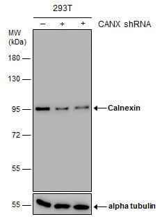 <b>Genetic Strategies Validation. </b>Non-transfected (-) and transfected (+) 293T whole cell extracts (15 ug) were separated by 7.5% SDS-PAGE, and the membrane was blotted with Calnexin antibody [GT1563] (NBP2-43765) diluted at 1:6000. 