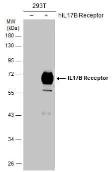 Non-transfected (-) and transfected (+) 293T whole cell extracts (30 ug) were separated by 10% SDS-PAGE, and the membrane was blotted with IL17B Receptor antibody (NBP2-43767) diluted at 1:1000. 