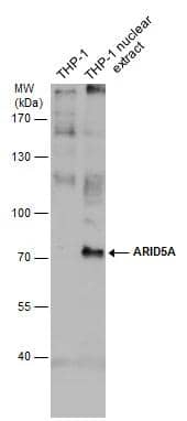 THP-1 whole cell and nuclear extracts (30 ug) were separated by 7.5% SDS-PAGE, and the membrane was blotted with ARID5A antibody [GT921] (NBP2-43770) diluted at 1:500. The signal was developed with Trident ECL plus-Enhanced. 